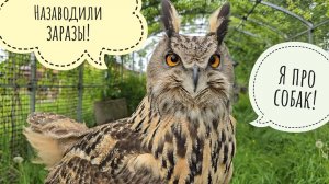 О чёрных собаках и заразных курах - ответы на комментарии. Доброе холодное утро!