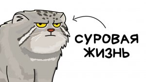 Ты - Манул (И ЭТО ВСЯ ТВОЯ ЖИЗНЬ)