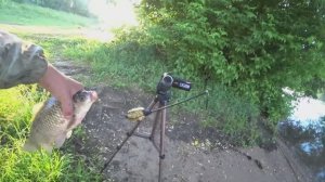 Фидер + донки.  Ловля на ТАПКИ на реке