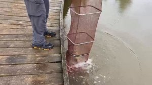 Обратно в воду