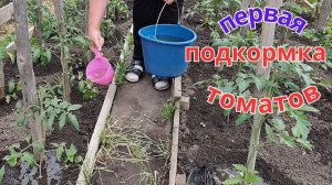 Правильная первая подкормка томатов и перцев мощные корни.