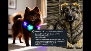 подписчики рулят