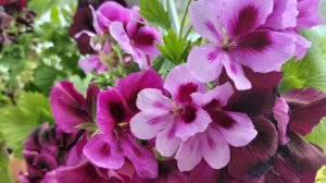 Королевские пеларгонии (герани) для Романовой🌸