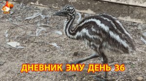 Дневник страусят Эму день 36