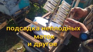 подсадка неплодных маток карника и другое