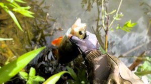 «Золотая рыбка». Кастинг. 28.05.2026 🎣🐟