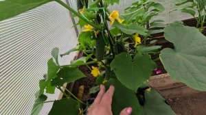 🥒 ПРАВИЛЬНАЯ ФОРМИРОВКА ОГУРЦОВ - ЗАЛОГ ОТЛИЧНОГО УРОЖАЯ!!