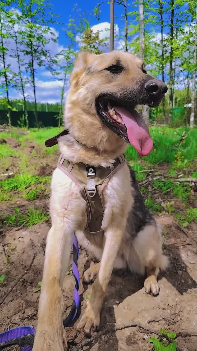 "На!" ❥ Приют в Малинках