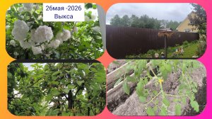 26-05-2026.Жизнь в деревне.У нас задождило,но мы работаем ⛈️