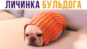 ЛИЧИНКА БУЛЬДОГА) Приколы с собаками