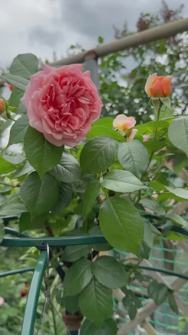 Чиппендейл на штамбе и кустовая🌸🌿🌸🌿🌸 27 мая 26г смотреть онлайн