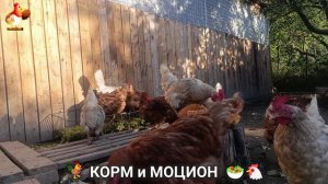 Кормление кур овощами и фруктами для зарядки и от скуки 🥗🐓🤗  (100)
