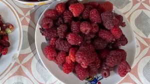 🌿🍓 Плодово-ягодные в Удмуртии: калина, смородина, жимолость, малина