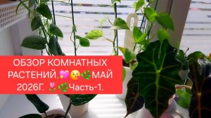ОБЗОР КОМНАТНЫХ РАСТЕНИЙ.💖🌸 МАЙ 2026г.💖🌼ЧАСТЬ-1.