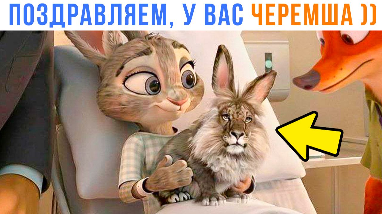 ПОЗДРАВЛЯЕМ, У ВАС ЧЕРЕМША ))) Приколы | Мемозг 1760 смотреть онлайн