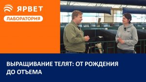 Выращивание телят: от рождения до отъёма | Подкаст для молочного животноводства