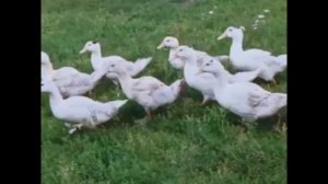 🐑💛 Галерея живности из Удмуртии