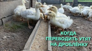 Когда переводить утят на основной корм с комбикорма и как правильно это сделать