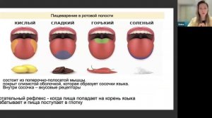 ПИЩЕВАРИТЕЛЬНАЯ СИСТЕМ (рот и желудок)