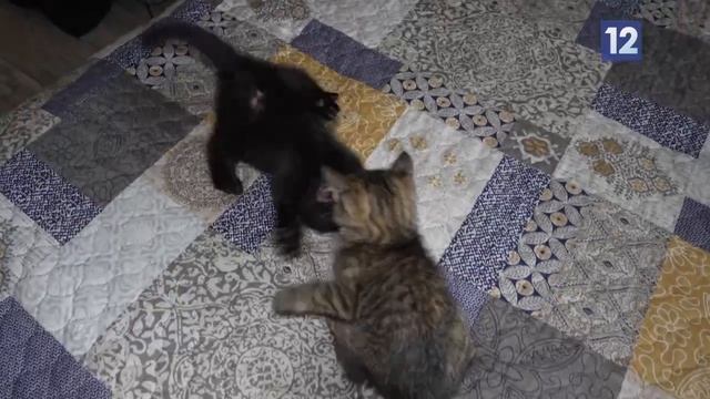 ФРОНТОВЫЕ КОТИКИ смотреть онлайн
