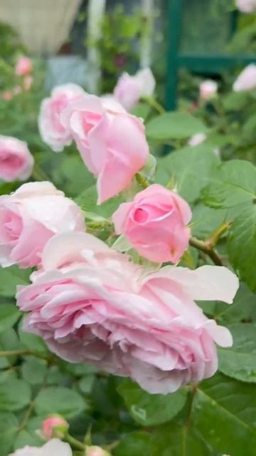 Остинки 🌸 26 мая 26г смотреть онлайн