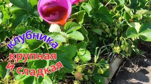 Клубника завалит урожаем! Любимый Чёрный коктель для сладости и размера.