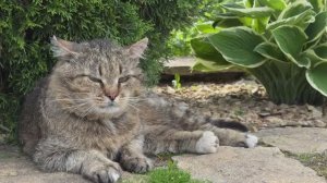 ДНЕВНИК лесного кота: «Ласковый май и Барсик» - 27.05.2026