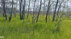 VID_20260504_113943.mp4