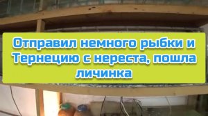 Отправил немного рыбки и Тернецию с нереста, пошла личинка