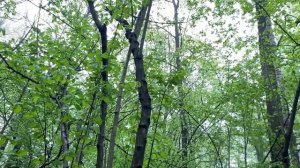 Влог Пойдем погуляем- послушаем птиц ) Беру вас с собой🌳🦌🐦⬛#домашниезарисовки