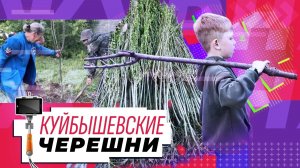 В Куйбышевском районе Донецка появился новый фруктовый сад