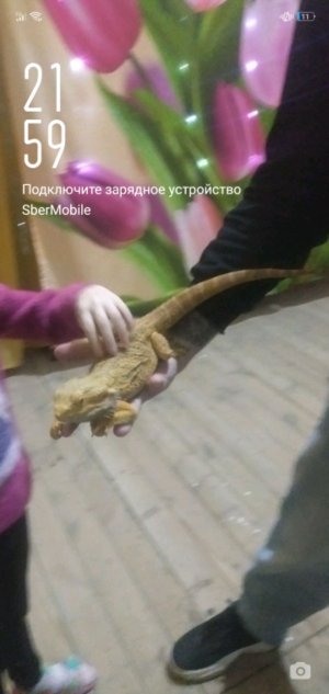 маша
