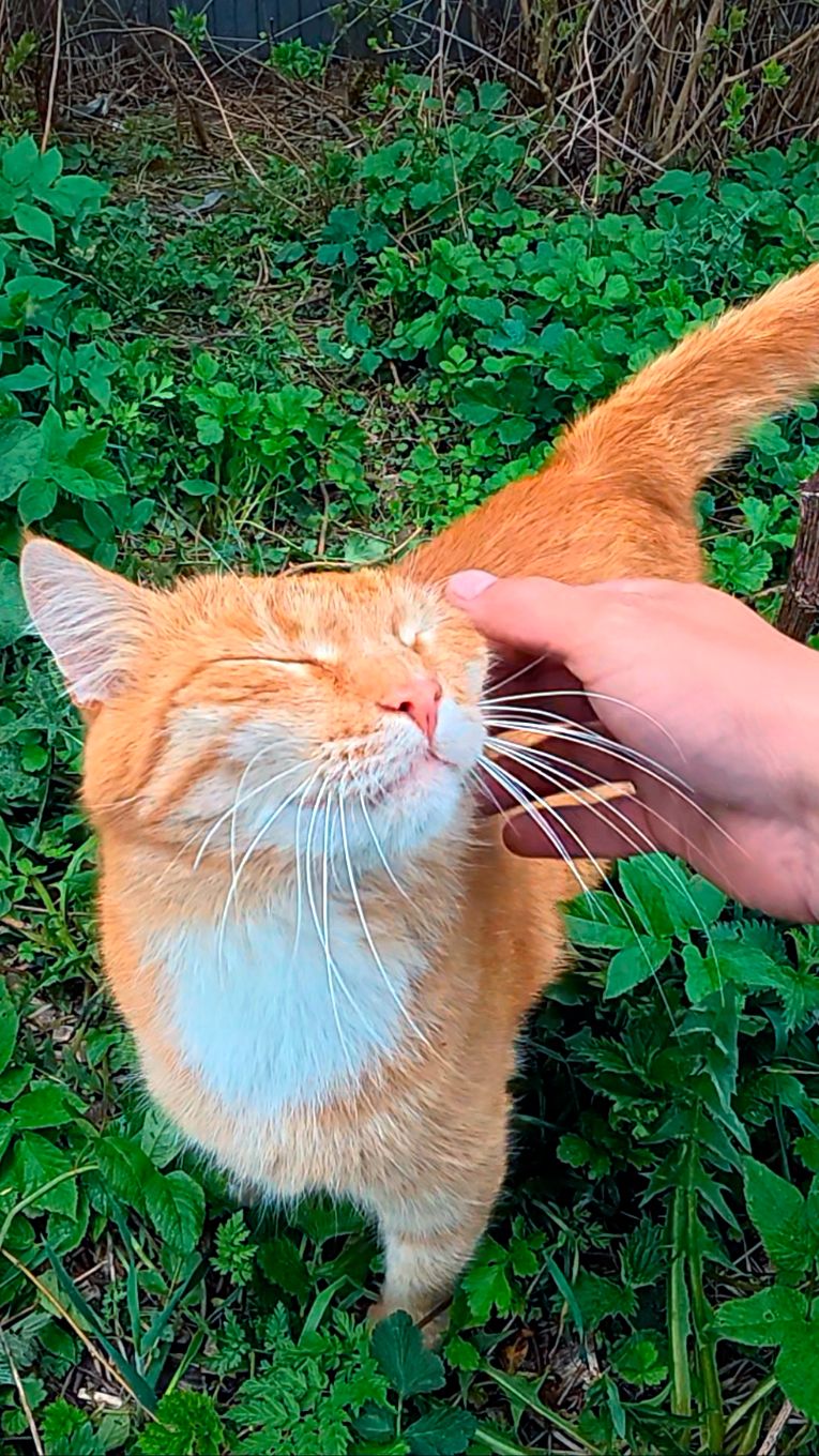 А вот и любитель рыбы пожаловал 😍 Сейчас угощу Рыжего карасиком! смотреть онлайн