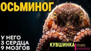 Осьминог инопланетный разум
