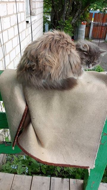 Кузя моя кошка
