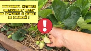 Чем подкормить клубнику в ИЮНЕ для налива ягоды!