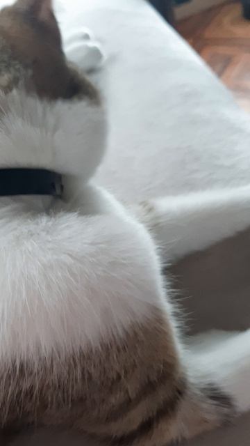 Моя Кися🥰💝 смотреть онлайн