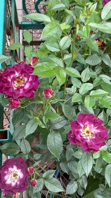 Розы, пионы✨ утро в саду🌸 смотреть онлайн