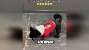 Смех, юмор, ржачь. Часть 4