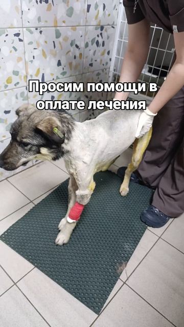 Она неделю лежала неподвижно… А сегодня сделала первые шаги! 🐾 Милочке ОЧЕНЬ нужна ваша поддержка,