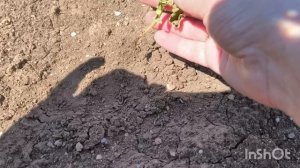 Дачный сезон. Огород в конце мая. Поспела клубника🍓