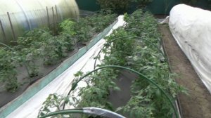Томатные Гномы  из тоннелей на 29 градусной жаре чувствуют себя прекрасно! 28 мая 2026.