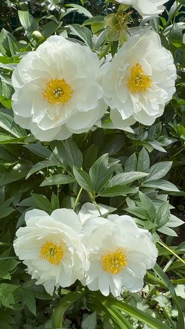 Остинки первые 🌸🌿🌸🌿🌸 пион Мисс Америка 🕊️ смотреть онлайн