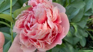 Восточная часть сада🌿 27 мая 26г🌿 Розы, пионы🌸🕊️🌸🕊️🌸