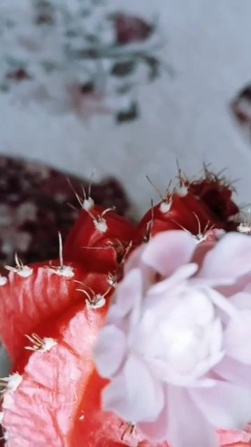 💮Гимнокалициум 🌵варигатный зацвёл 🤗