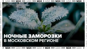 Заморозки возможны в Московском регионе в ночь на 30 мая - Москва 24
