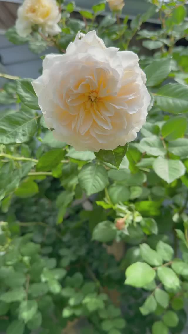 Крокус Роуз 🕊️ смотреть онлайн