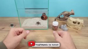 Огромная Саранча против Тарантула! Кто победит?
