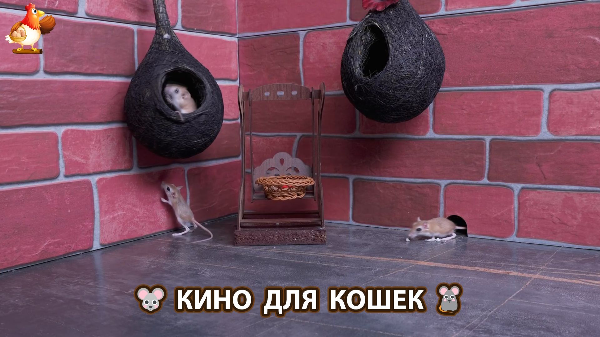 Видео для кошек про крысок развлекать питомцев 🐭🐀😂 (542) смотреть онлайн