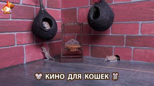 Видео для кошек про крысок развлекать питомцев 🐭🐀😂 (542)
